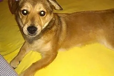 Rozalka waży 5 kilo, kocha dzieci, daj jej dom, ad