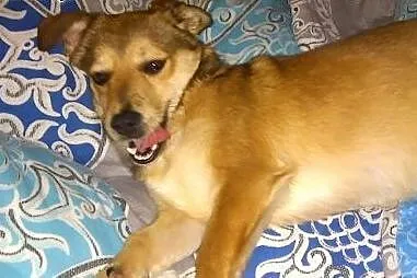 Rozalka waży 5 kilo, kocha dzieci, daj jej dom, ad