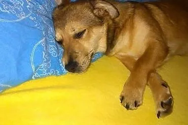 Rozalka waży 5 kilo, kocha dzieci, daj jej dom, ad