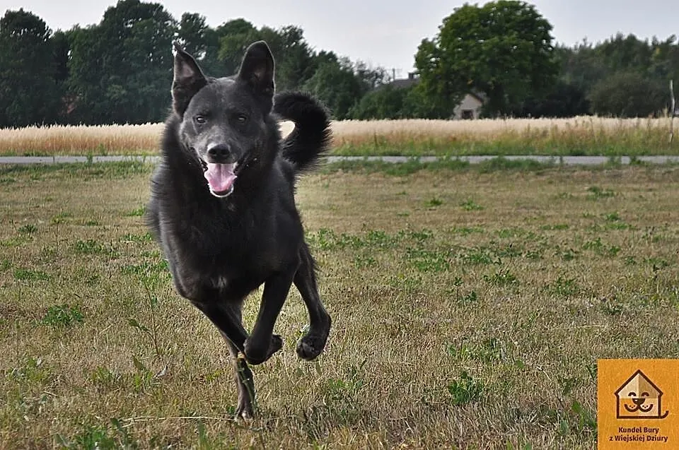 Blacky, kochający człowieka, ruchliwy psiak do ado