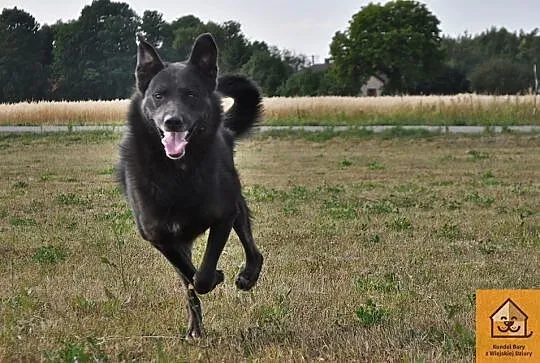 Blacky, kochający człowieka, ruchliwy psiak do ado
