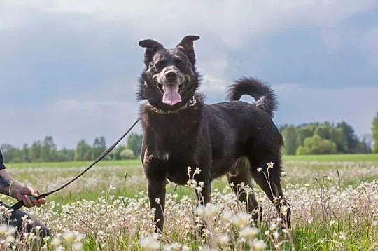 Blacky, kochający człowieka, ruchliwy psiak do ado