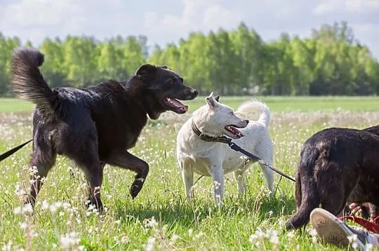Blacky, kochający człowieka, ruchliwy psiak do ado