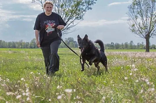 Blacky, kochający człowieka, ruchliwy psiak do ado