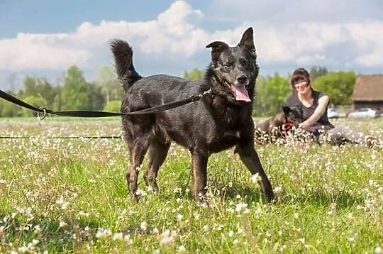 Blacky, kochający człowieka, ruchliwy psiak do ado
