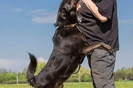 Blacky, kochający człowieka, ruchliwy psiak do ado
