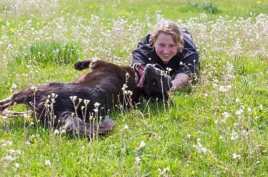 Blacky, kochający człowieka, ruchliwy psiak do ado