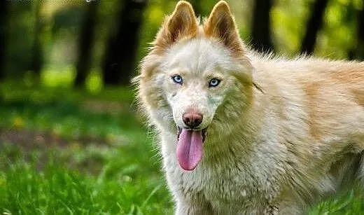 Misia - wesoła i energiczna sunia husky czeka na d