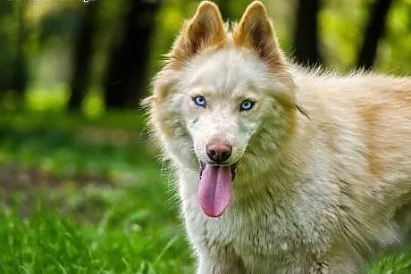 Misia - wesoła i energiczna sunia husky czeka na d