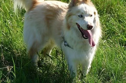 Misia - wesoła i energiczna sunia husky czeka na d