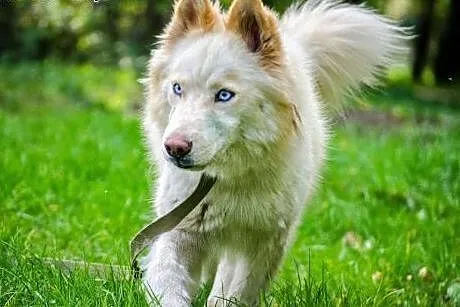 Misia - wesoła i energiczna sunia husky czeka na d