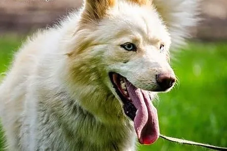 Misia - wesoła i energiczna sunia husky czeka na d