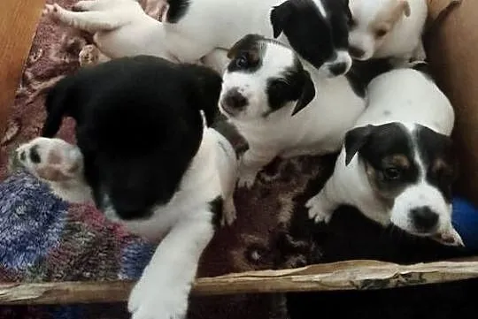 Jack Russell Terrier