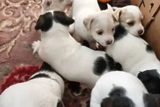 Jack Russell Terrier, Podkarpackie, Łowce
