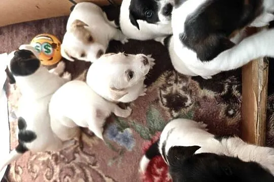 Jack Russell Terrier, Podkarpackie, Łowce