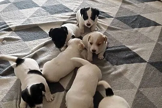 Jack Russell Terrier, Podkarpackie, Łowce