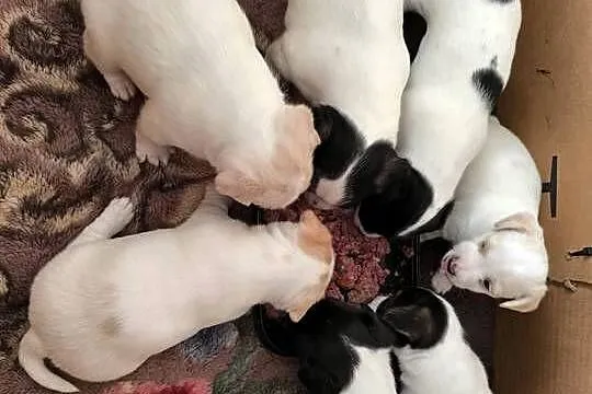 Jack Russell Terrier, Podkarpackie, Łowce