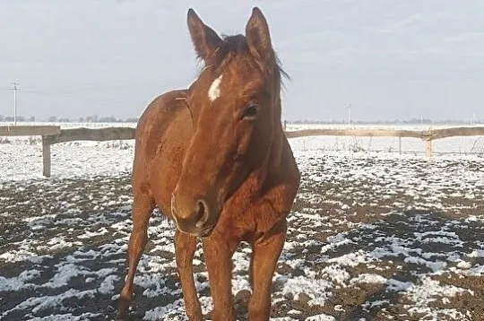 Bardzo wysoki roczniak - Kodi ŁO, , Słupca