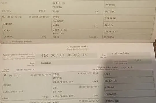 Bardzo wysoki roczniak - Kodi ŁO, , Słupca