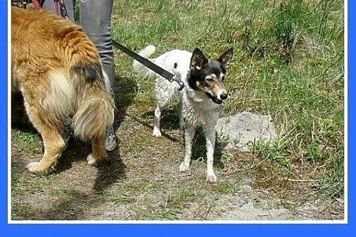 10 kg,smukła,łagodna,przytulaśna suczka KROPLUNIA.