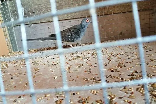 Gołąbki diamentowe zamienię samice za samca, Podkarpackie, Przemyśl
