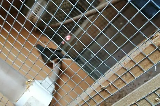 Gołąbki diamentowe zamienię samice za samca, Podkarpackie, Przemyśl