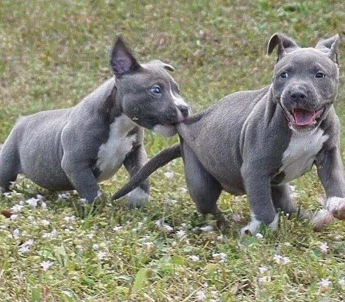 Pitbull pitbull, Mazowieckie, Warszawa