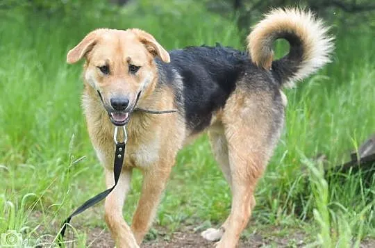 Duży, przyjazny Beethoven, młode psisko do adopcji!