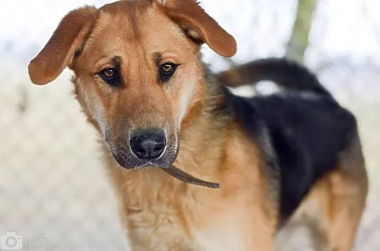 Duży, przyjazny Beethoven, młode psisko do adopcji