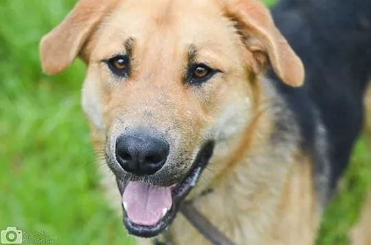 Duży, przyjazny Beethoven, młode psisko do adopcji