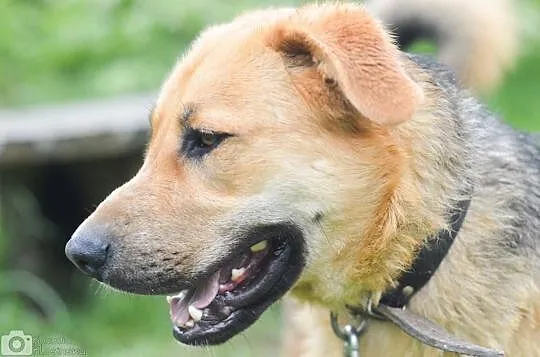 Duży, przyjazny Beethoven, młode psisko do adopcji