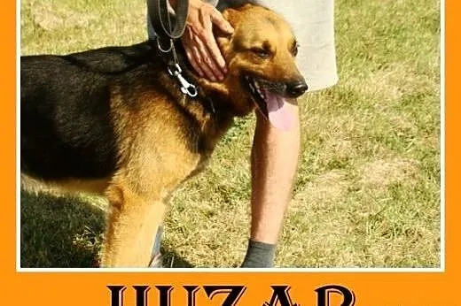 Owczarek niem. mix,przyjazny,towarzyski,wesoły pie