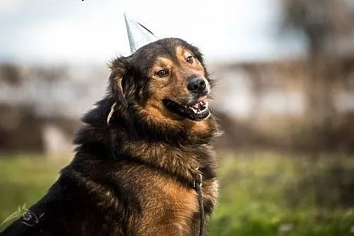 BROOKLYN - wyjątkowy pies czeka na wyjątkowego czł