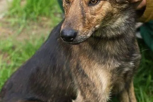 Młody, grzeczny Bobi, mądry i pięknie umaszczony p