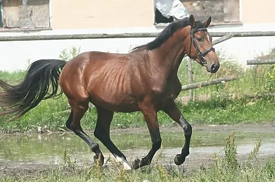 5 letnia klacz, , 
