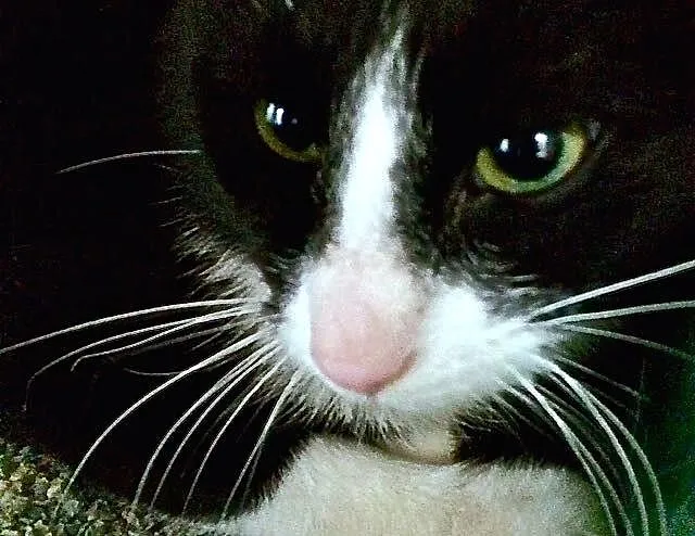 Kuba