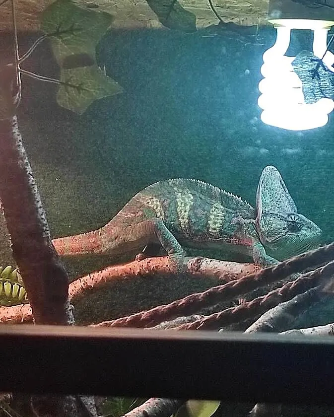 Kameleon jemeński samiec z terrarium, Lubelskie, Lublin
