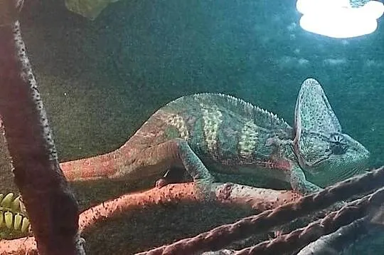 Kameleon jemeński samiec z terrarium, Lubelskie, Lublin