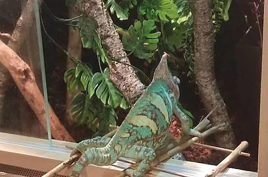 Kameleon jemeński samiec z terrarium, Lubelskie, Lublin