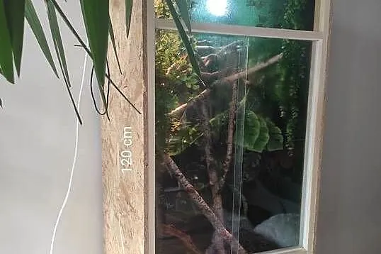 Kameleon jemeński samiec z terrarium, Lubelskie, Lublin
