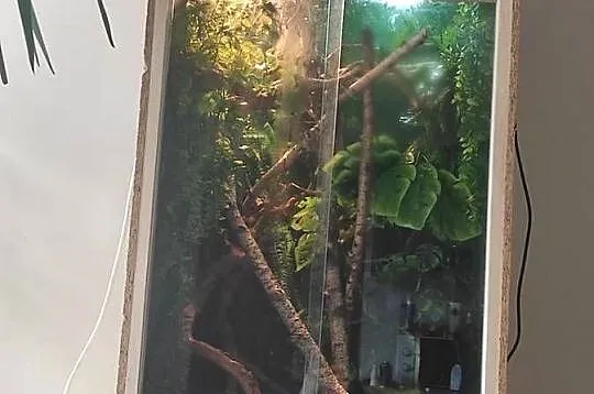 Kameleon jemeński samiec z terrarium, Lubelskie, Lublin