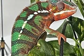 Kameleon lamparci samiec