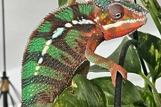 Kameleon lamparci samiec
