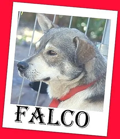 FALCO średni łaciaty psiak,trochę nieśmiały, mądry