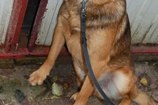 Alex roczny piesek szuka kochającego i odpowiedzia