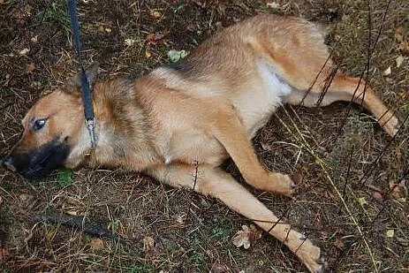 Alex roczny piesek szuka kochającego i odpowiedzia
