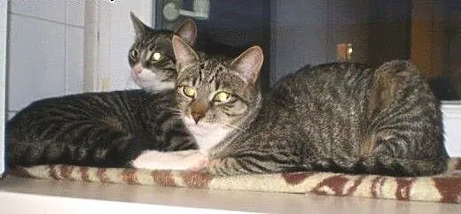 Kostek, Poldek i Niemotka do adopcji, łódzkie Łód