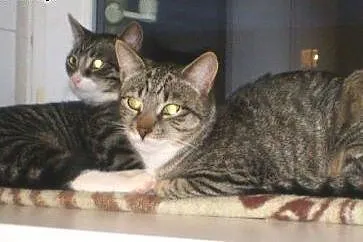 Kostek, Poldek i Niemotka do adopcji,  łódzkie Łód