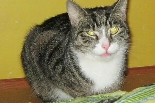 Kostek, Poldek i Niemotka do adopcji,  łódzkie Łód