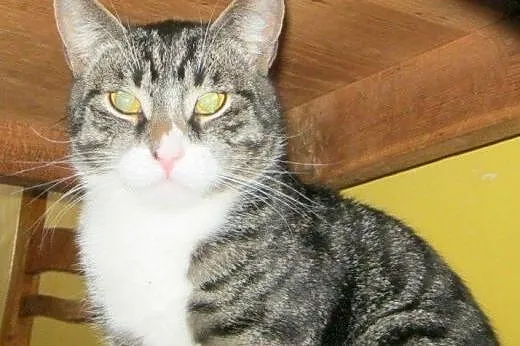 Kostek, Poldek i Niemotka do adopcji,  łódzkie Łód
